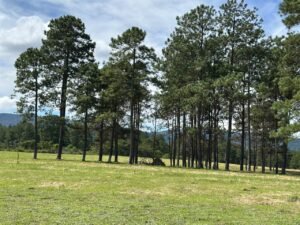 whatsapp image 2025 11 16 at 21.54.38 (1)